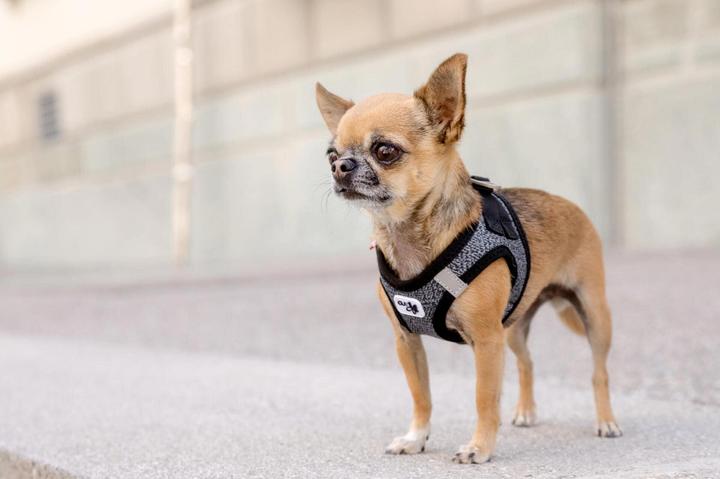 Immagine prodotto Curli Stoviglie Merino (XS, Cane, Generale, Passeggiare)