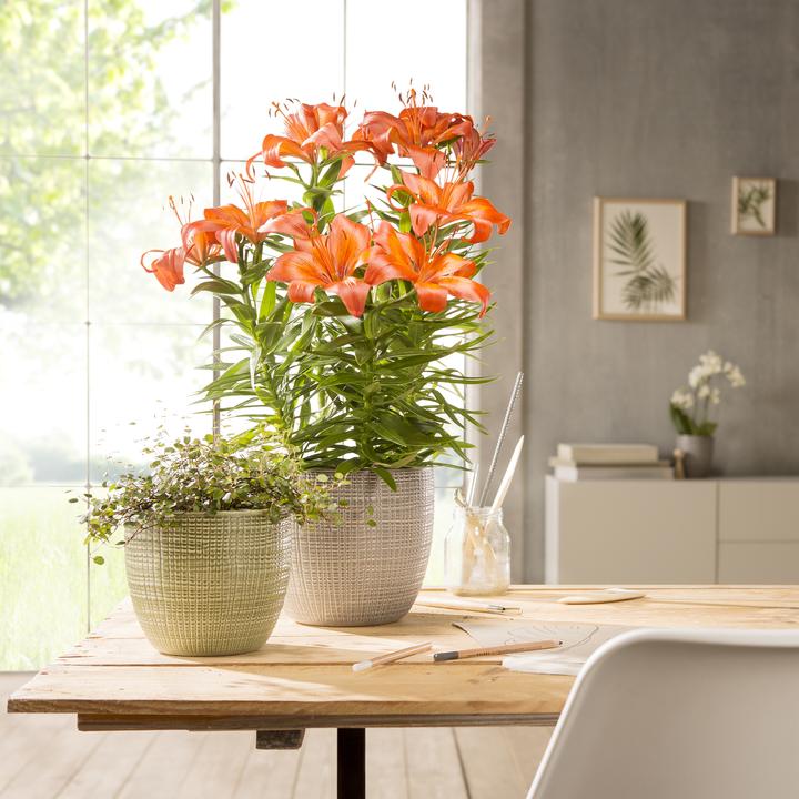 Produktbild Scheurich Blumentopf Grün Ø 21,5 cm (21.50 cm)