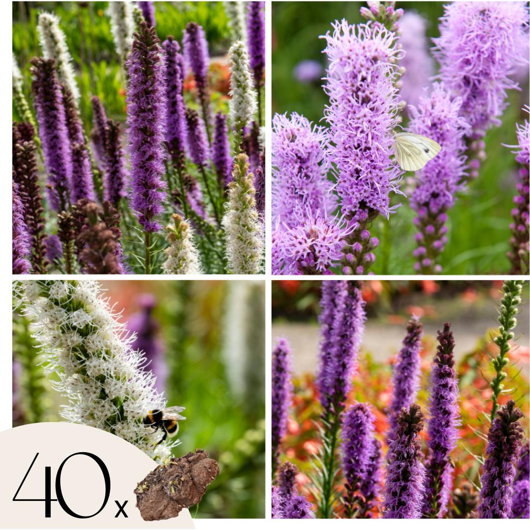 Plant in a Box, Pflanzen, Liatris - 40er-Set (10 cm)
