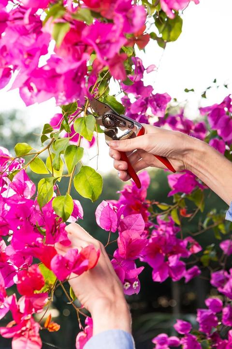 Produktbild Felco 14 Bypass Gartenschere für kleine Hände, für Rechtshänder