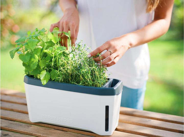 Actual product image Gusta Garden Kräutertopf HARRY HERBS mit Haube, Weiss (36.50 x 15 x 25 cm)