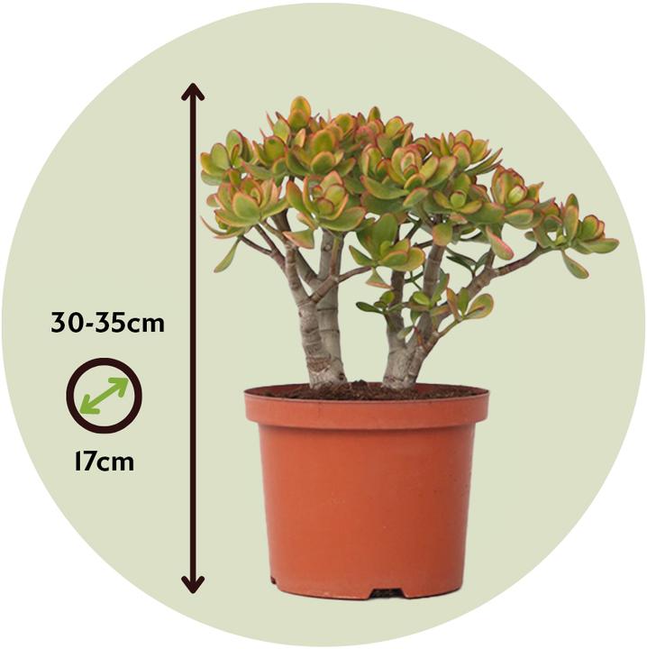 Image du produit Plant in a Box Crassula ovata Sunset - Plante de jade (30 cm)