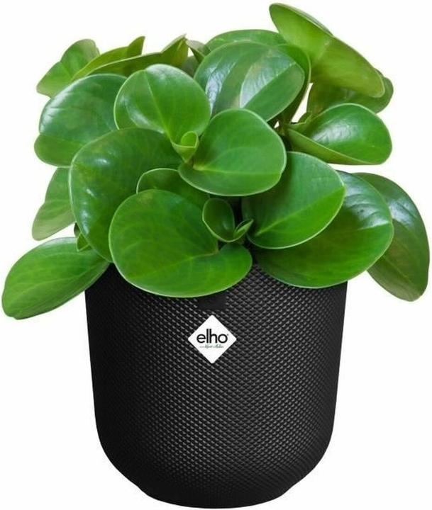 Actual product image Elho Jazz Round (26 x 24.20 cm)