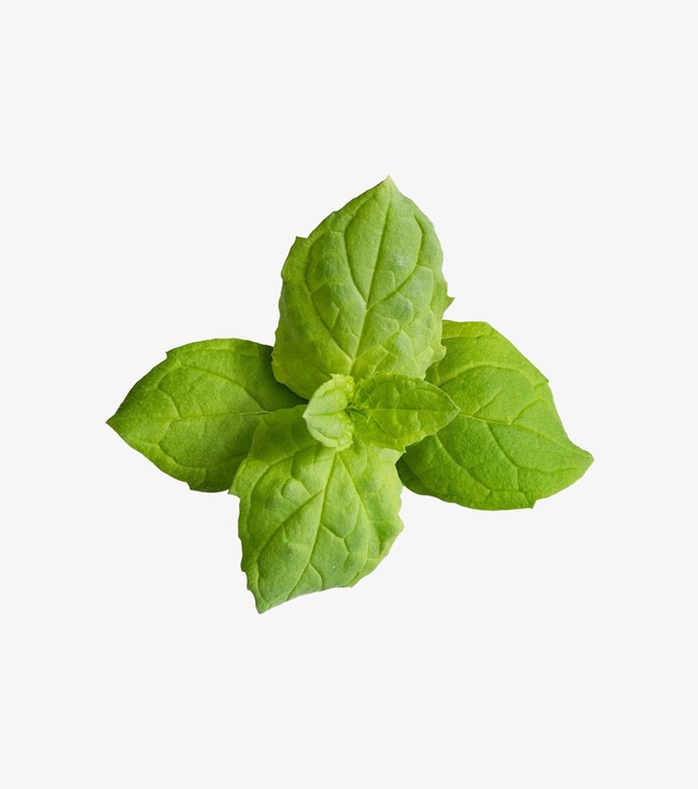 Actual product image Véritable Moroccan mint (Plant seeds)