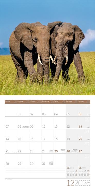 Image du produit Elefanten Kalender 2026 - 30x30 (30 x 30 cm, Couverture rigide, Français, Anglais, Allemand)
