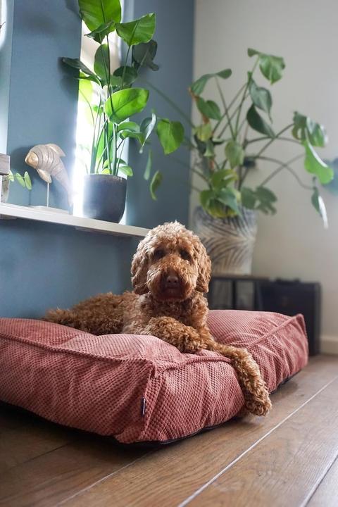 Actual product image Flamingo Reno Rectangular Dog Bed (Dog)