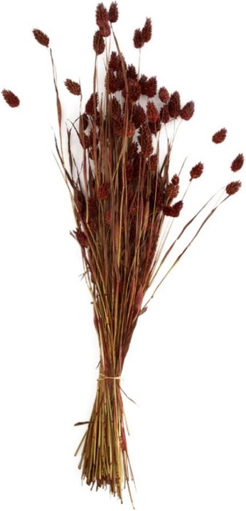 Image du produit Dijk Herbe brillante - Phalaris (Fleurs séchées)