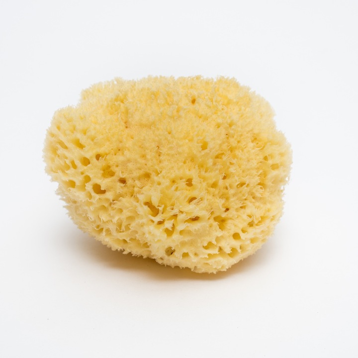 Actual product image Bellini Sea sponge medium