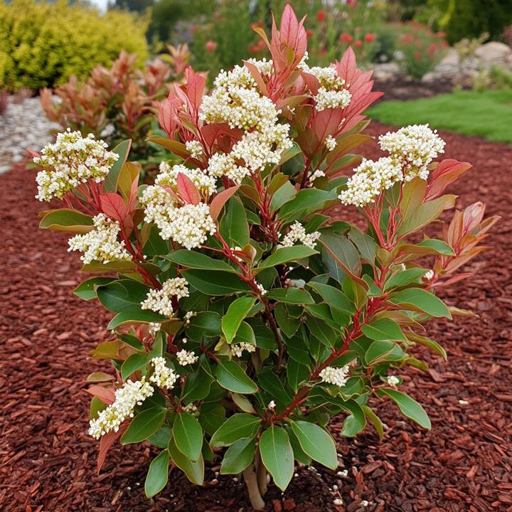 Immagine prodotto Plant in a Box Photinia fraseri Red Robin - set di 2 piante di nespolo (30 cm)