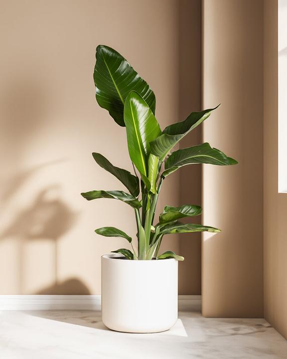 Produktbild feey Strelitzie XL (90 cm, Frisch umgetopft)