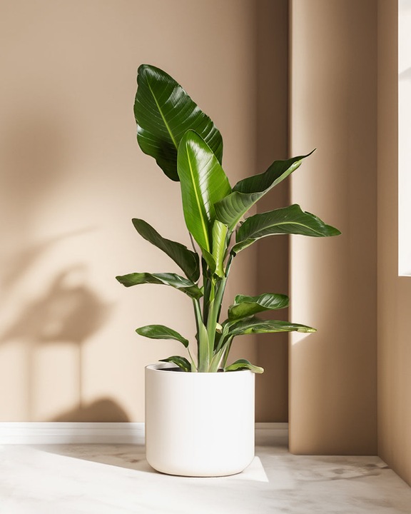 Image du produit feey Strelitzie XL (110 cm, Fraîchement rempotés)