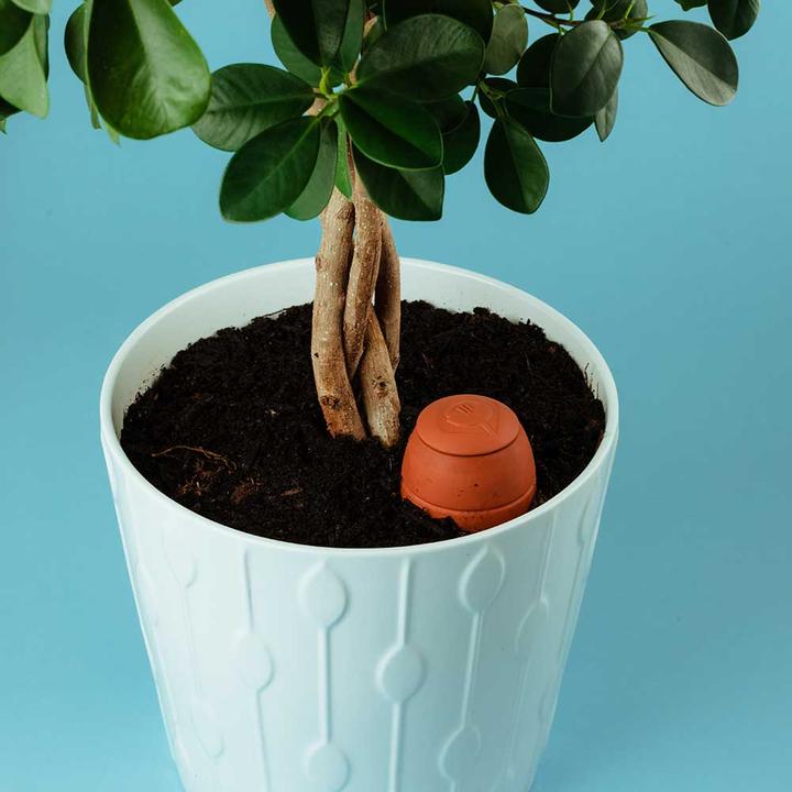 Immagine prodotto WePot Olla S Irrigazione