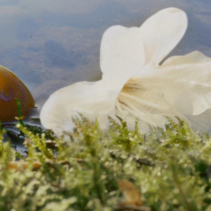 Image du produit Chloé Nomad (Eau de parfum, 75 ml)