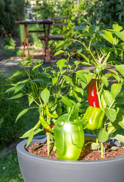 Image du produit Scheurich Bördy XL (Cône d'argile Irrigation)