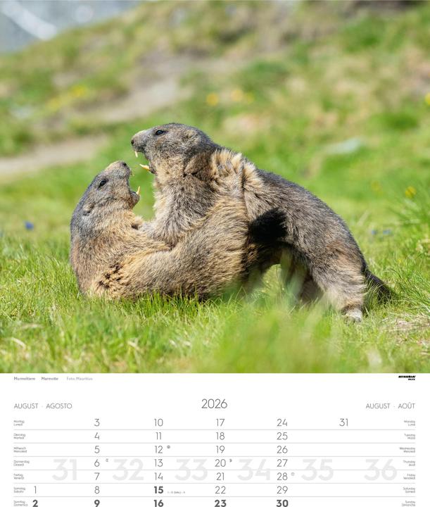 Produktbild Tiere der Alpen - Kalender 2026