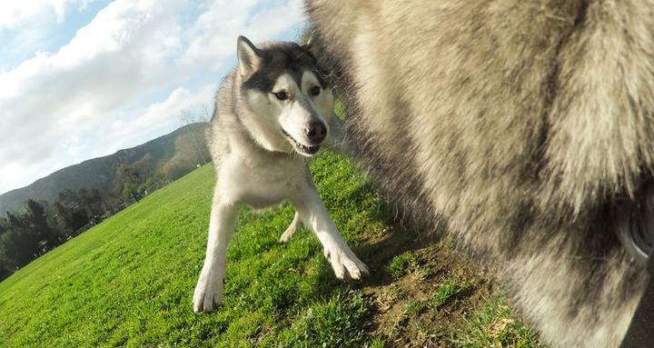 Image du produit GoPro Fetch harnais pour chien