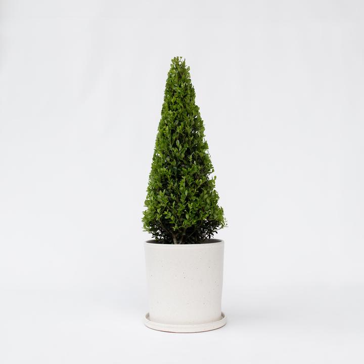 Actual product image Plant in a Box Ilex crenata 'Jenny' - Japanese holly (55 cm)