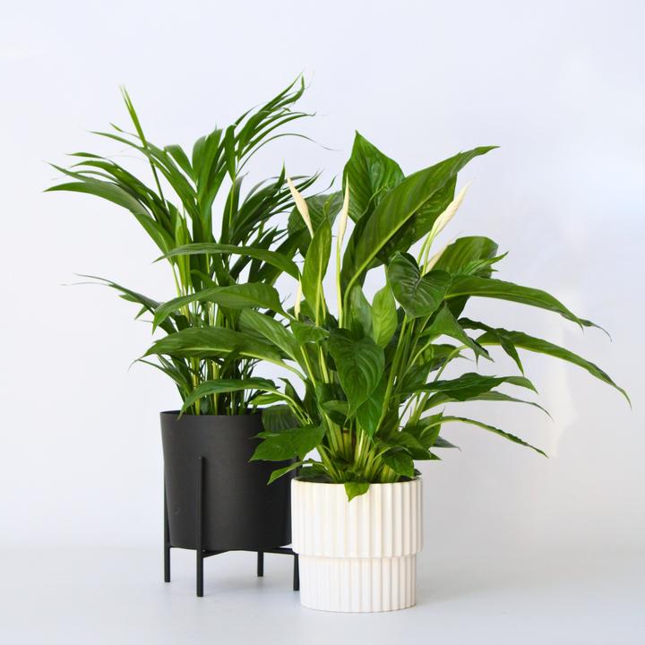Actual product image Plant in a Box Spathiphyllum, Areca - 2 mix air purifying plants (60 cm)