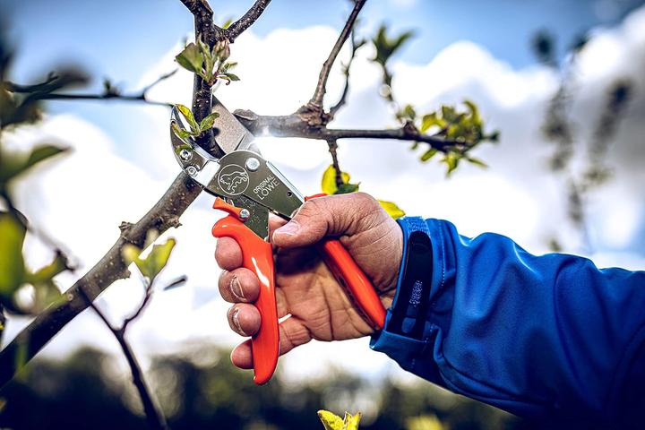 Produktbild Löwe Original Löwe 10 AmbossSchere