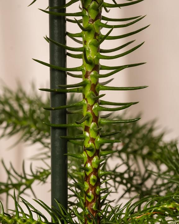 Actual product image feey Zimmertanne (40 cm, Animal friendly, Freshly repotted)