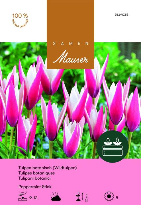 Produktbild Samen Mauser Peppermint Stick Wildtulpe (Blumensamen)