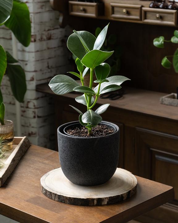 Produktbild feey Clusia rosea 'Princess' (30 cm, Frisch umgetopft)