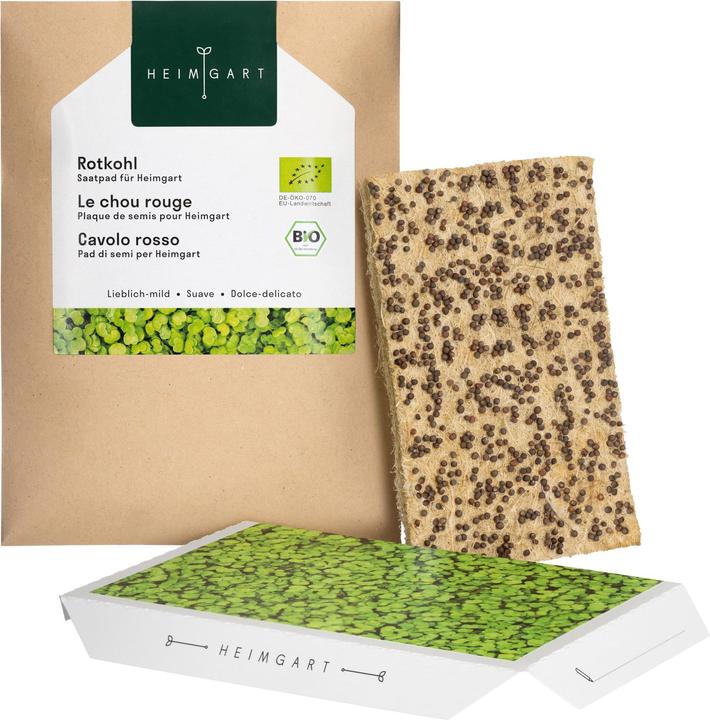 Actual product image Heimgart Red Cabbage (Seedlings)