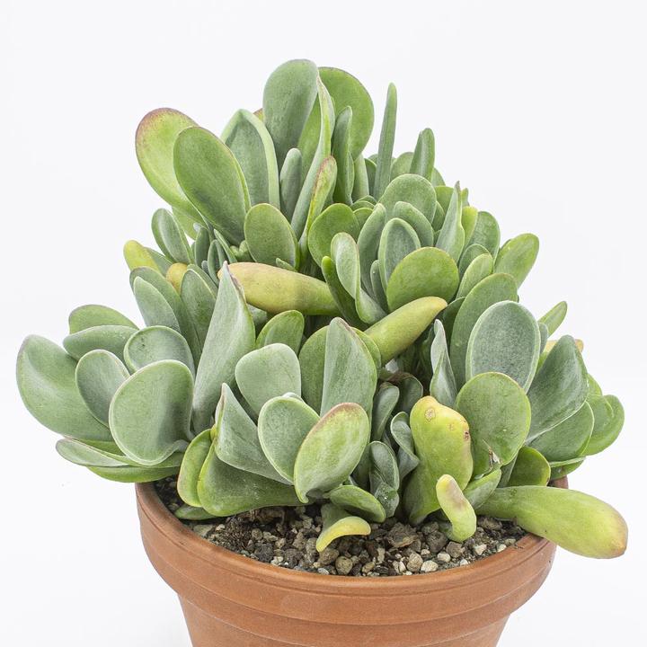 Kakteen Gautschi Kalanchoe origula (35 cm)