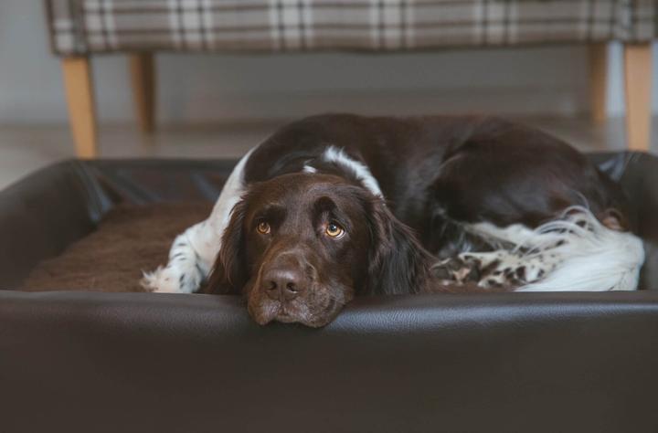 Produktbild Sabro Hundebett Kudde (Hund)
