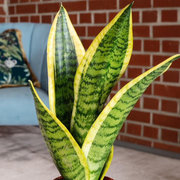 Actual product image Flowerbox Bogenhanf - Sansevieria trifasciata Superba (25 cm)