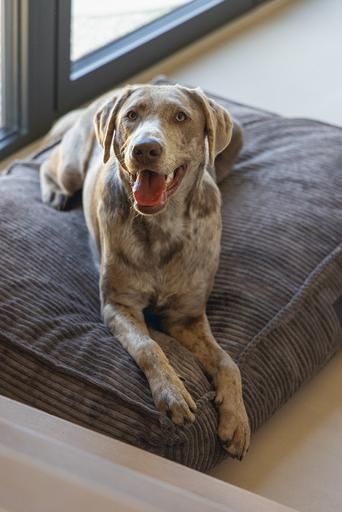 Produktbild Designed by Lotte Liegekissen Ribbed (Hund)