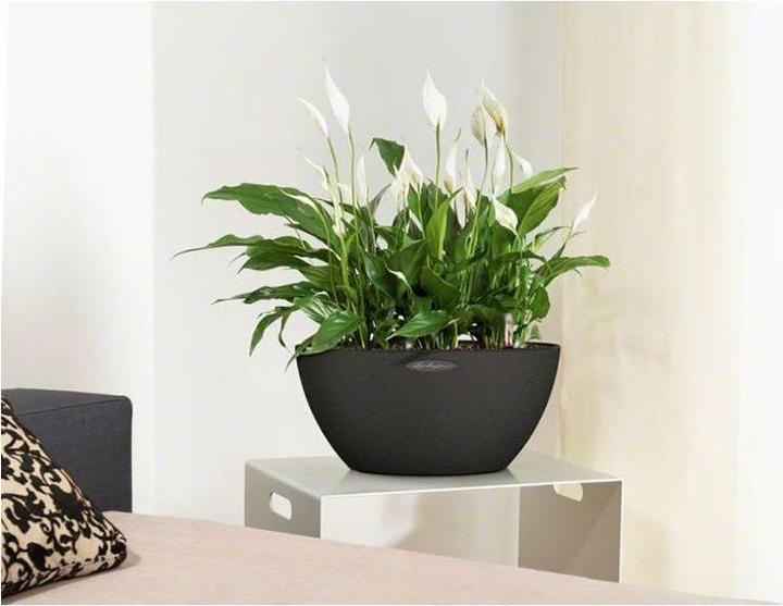 Actual product image Lechuza Cubeto Color (30 cm)