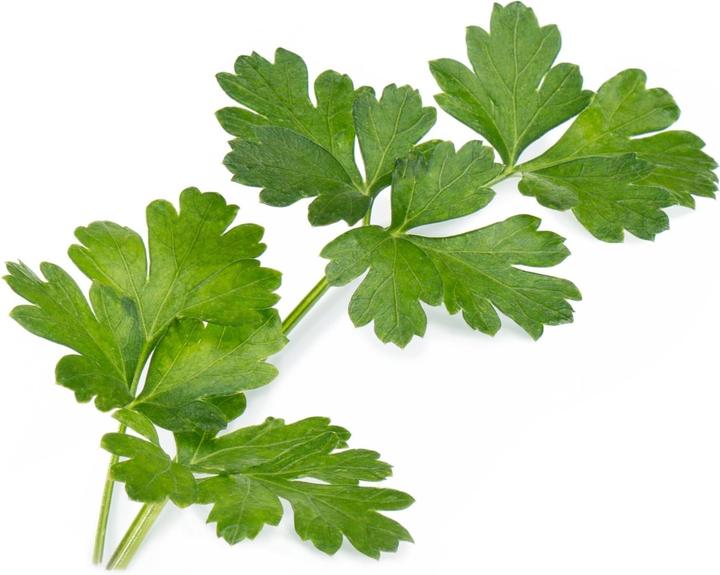 Véritable Bio-Petersilie (glatt) (Kräutersamen)