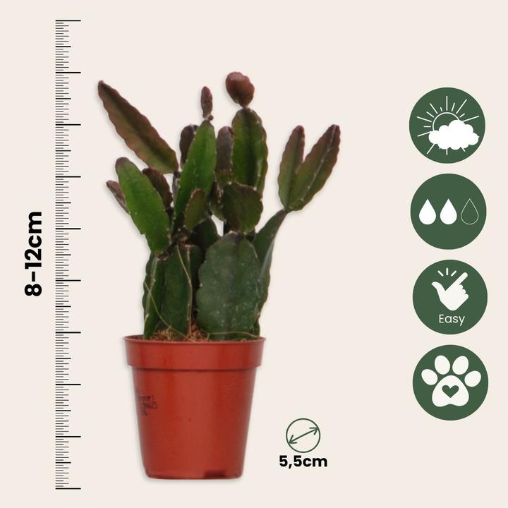 Immagine prodotto Plant in a Box Rhipsalis - (12 cm)