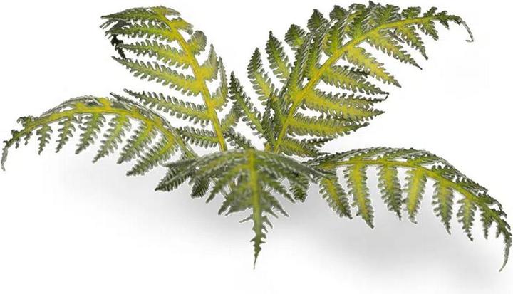 Actual product image Gamers Grass Laser Plants - Bracken