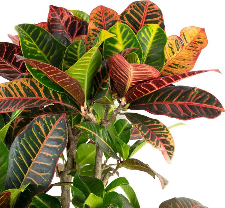 Produktbild Flowerbox Wunderstrauch "Petra" verzweigt in Hydrokultur - Codiaeum Petra