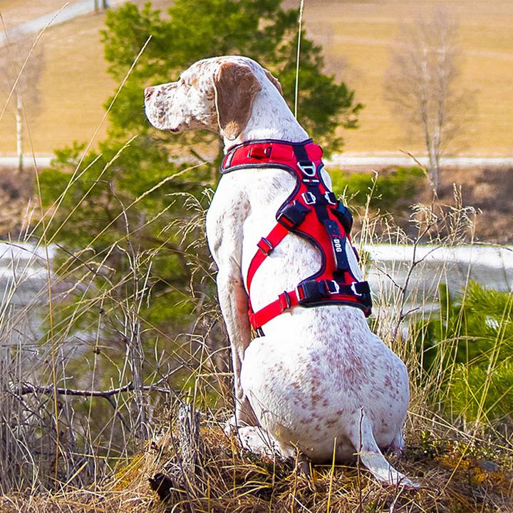 Actual product image i-DOG Confort Trek (XS, Dog, General)