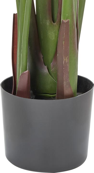 Immagine prodotto Beliani Banana Tree (187 cm)