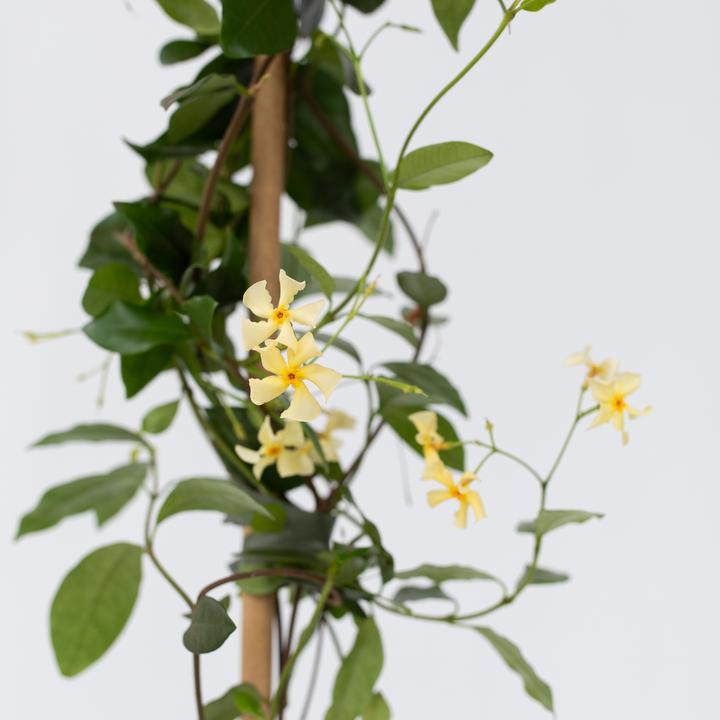 Produktbild Plant in a Box Trachelospermum jasminoides Star of Toscane - Sternjasmin (110 cm)