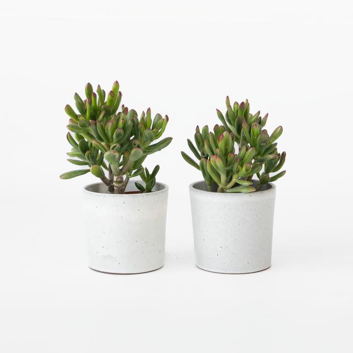 Image du produit Plant in a Box Crassula ovata 'Gollum' - 2er Set Plante de Jade (15 cm)