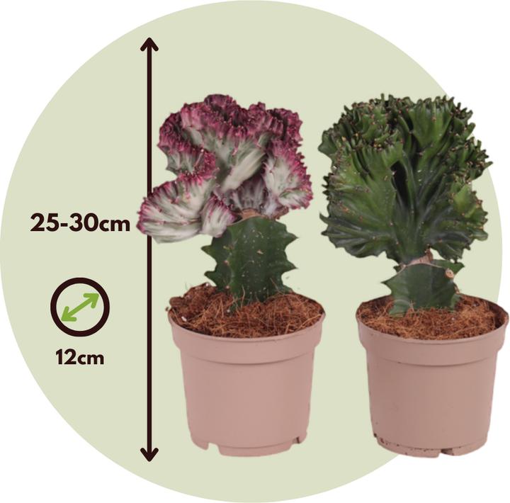 Produktbild Plant in a Box Euphorbia Lactea Cristata, Euphorbia Lactea Frankii - 2er Mischung Sukkulenten (25 cm)