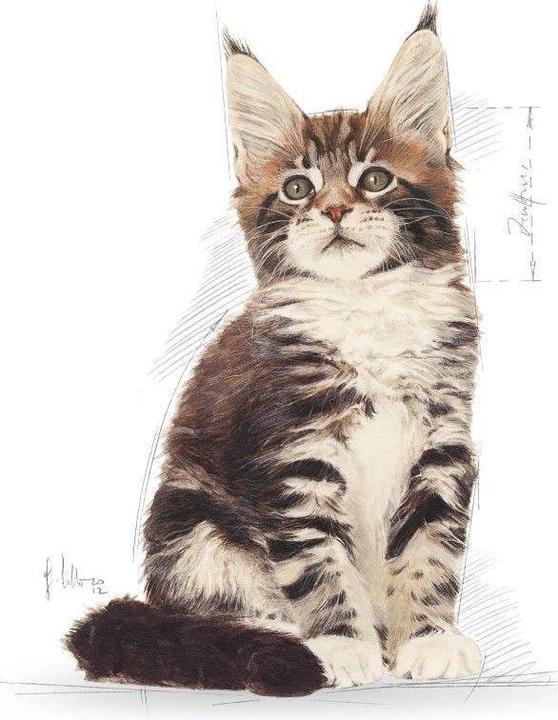 Image du produit Royal Canin Chaton Maine Coon (Junior, 1 pcs, 400 g)