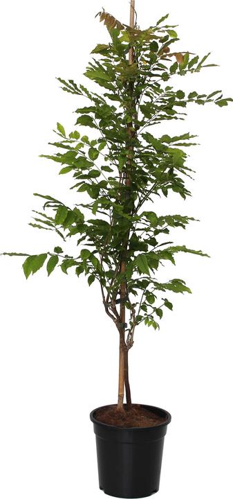 bonsai brand Bonsai Snow Globe main image 0