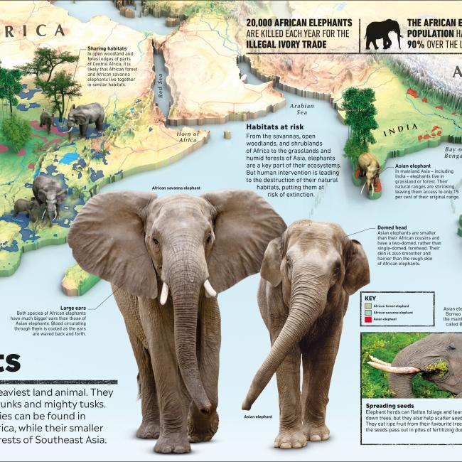 Produktbild What's Where on Earth? Animal Atlas (Englisch, Dorling Kindersley Ltd., 2021)