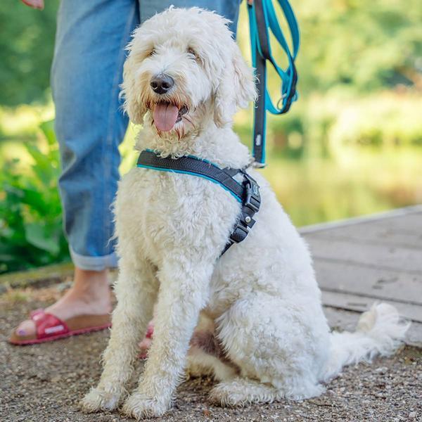 Immagine prodotto Nobby Imbracatura norvegese a rete Prenota (L, Cane, Generale)