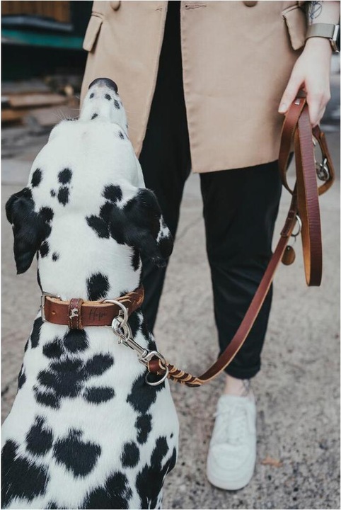 Actual product image Hunter Collar Solid Education Special (33, 34, 35, 36, 37, 38, Dog, General)