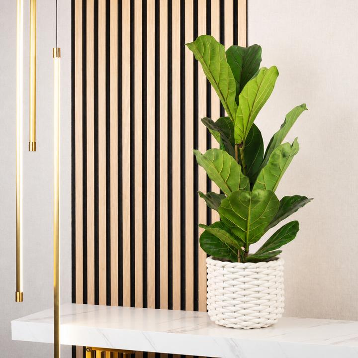 philodendron florida ghost groß Philodendron Florida Ghost Care