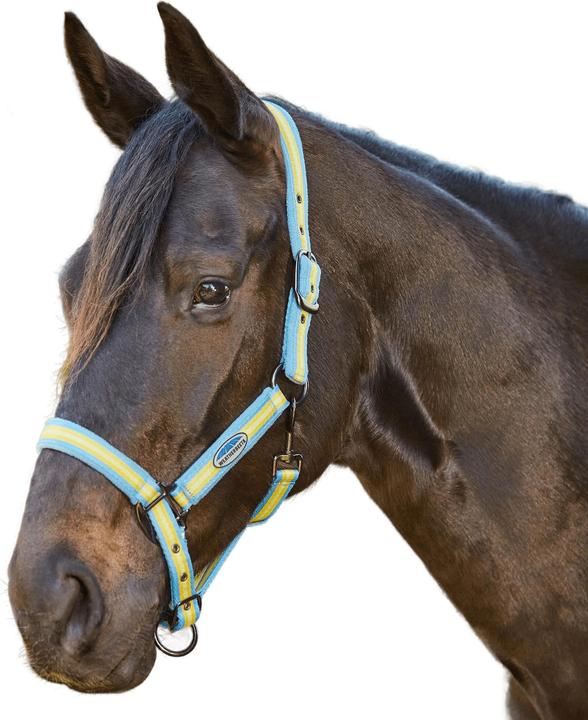Weatherbeeta Horse Halter Coordinate