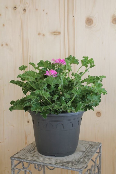 Säntispracht Die Duft-Geranie mit ätherischen Aromen - Pelargonium hybrida (60 cm)