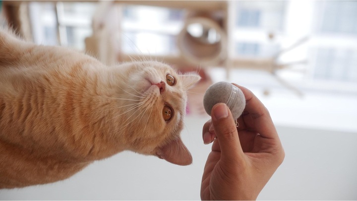 Actual product image Cheerble M1 Interactive Cat Ball (Grey) (Cat ball toy)